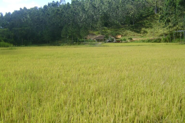 Imagem de contexto de Ascurra, Santa Catarina.